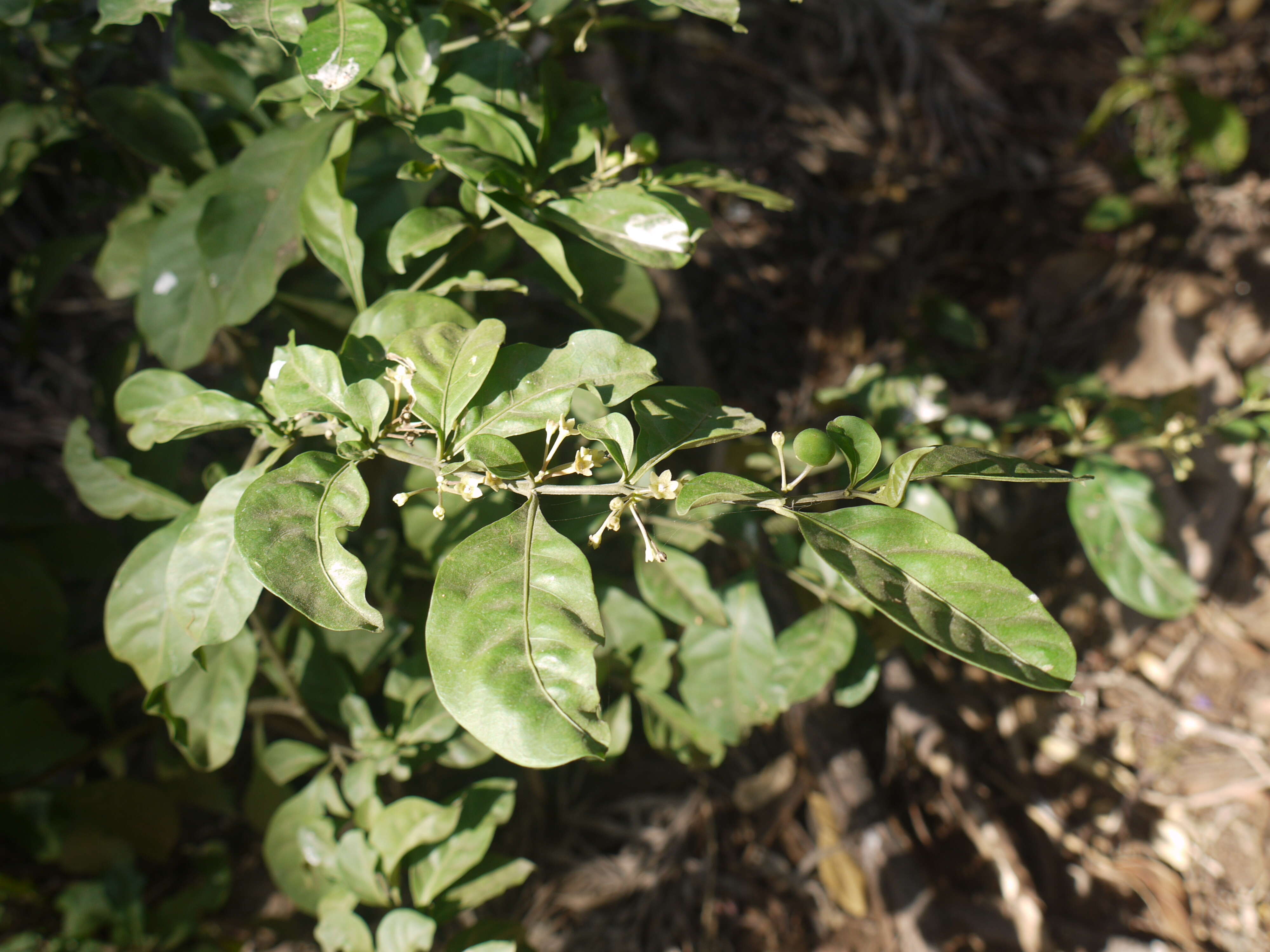 Image of twoleaf nightshade