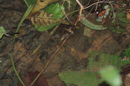 Image of Corrugated water frog