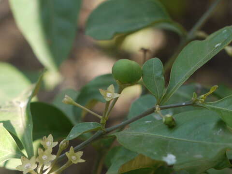 Image of twoleaf nightshade