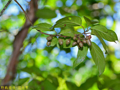 Imagem de Actinidia callosa var. discolor C. F. Liang