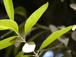 Image of Elaeodendron orientale Jacq