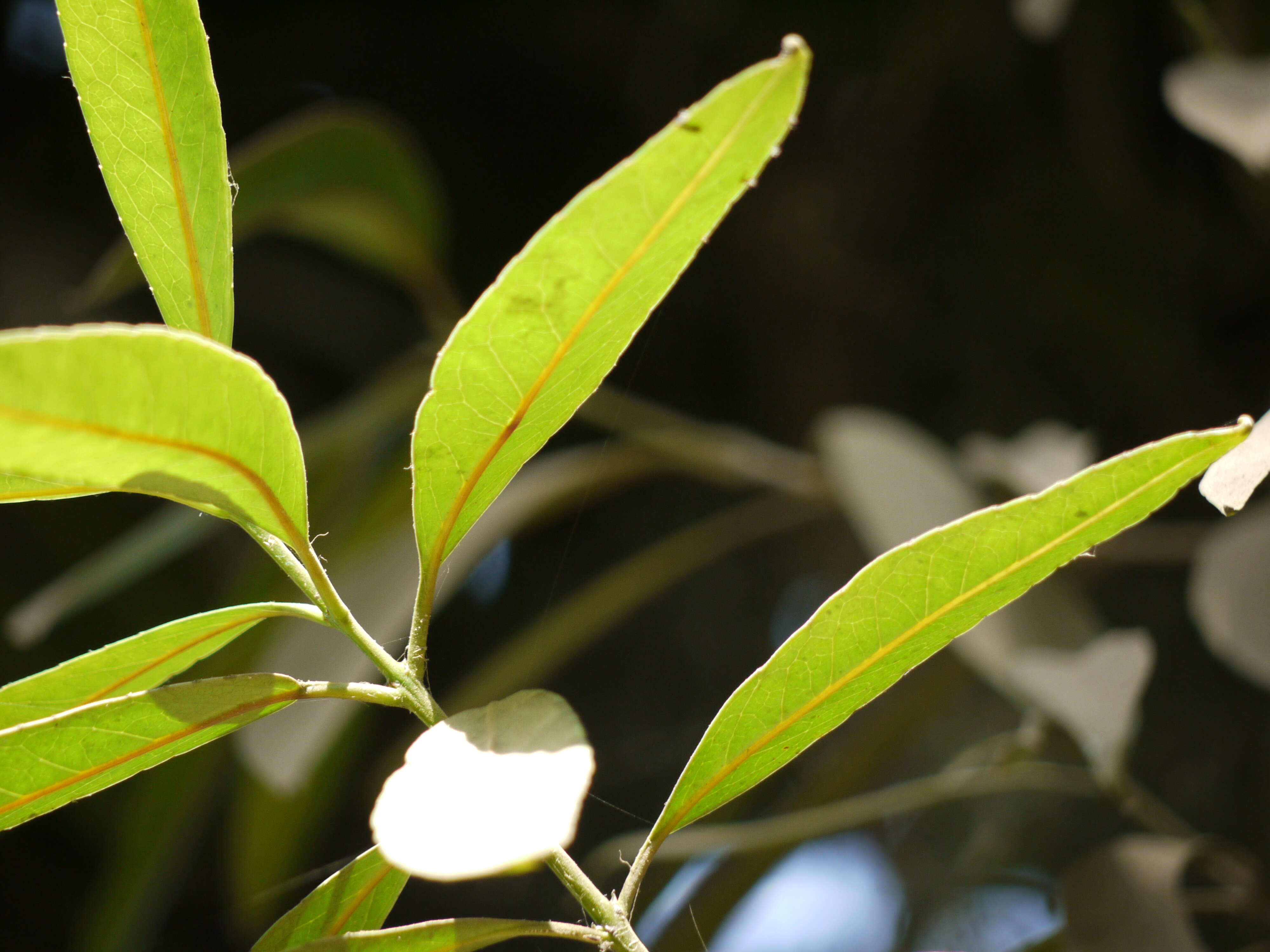 Image of Elaeodendron orientale Jacq