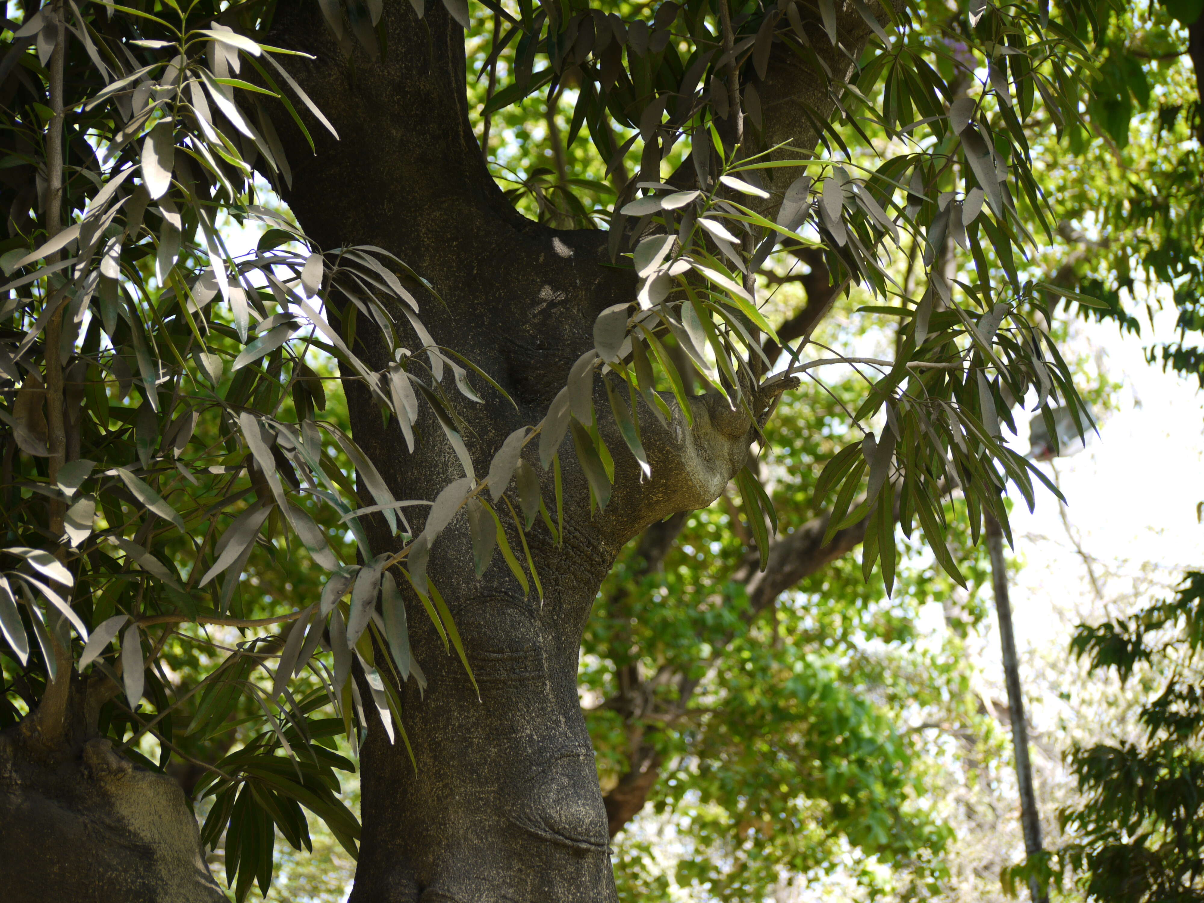 Image of Elaeodendron orientale Jacq