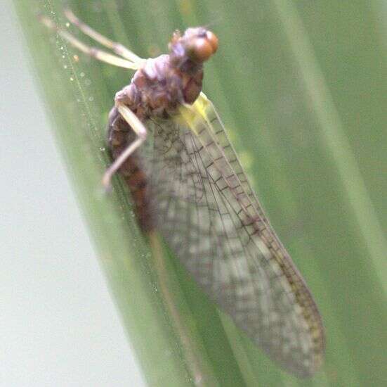 Coloburiscus humeralis (Walker 1853) resmi