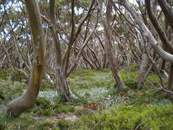 Image of snow gum