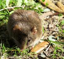 Image of Agile Antechinus