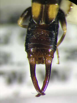 Image of Earwig