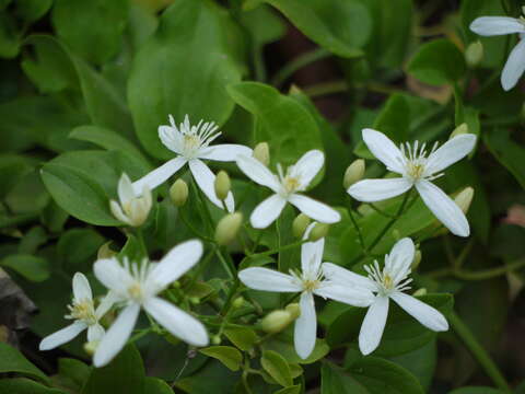 Plancia ëd Clematis flammula L.