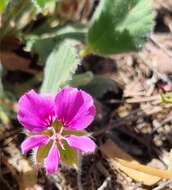 Image of Pelargonium ovale subsp. hyalinum L. Hugo