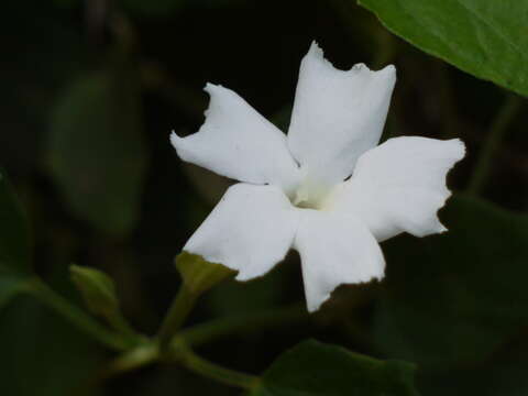 Imagem de Thunbergia fragrans Roxb.