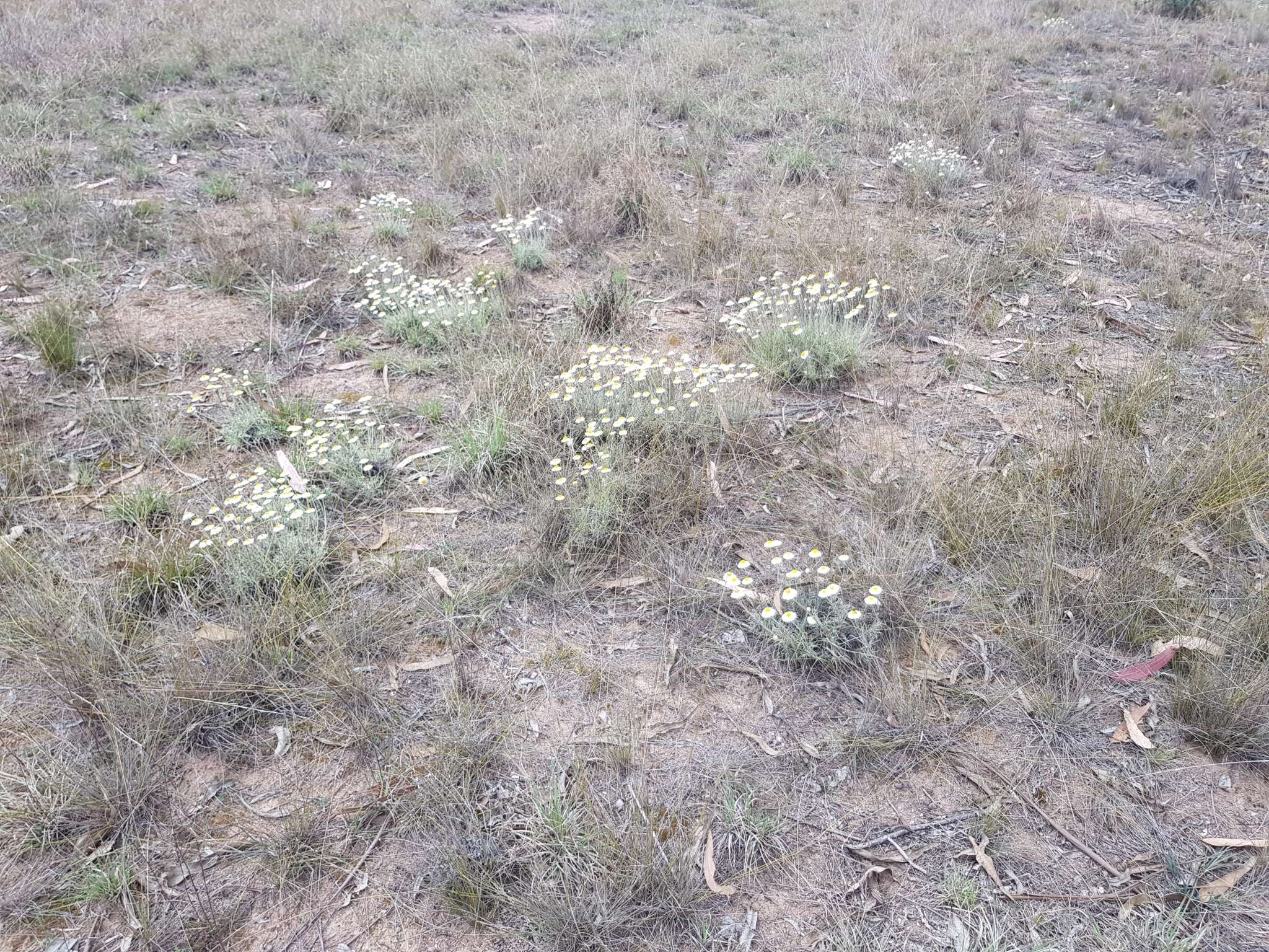 Image of Leucochrysum albicans (A. Cunn.) P. G. Wilson