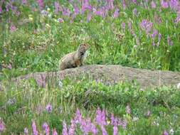 Image of Arctic ground squirrel