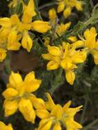 Слика од Genista hispanica subsp. hispanica