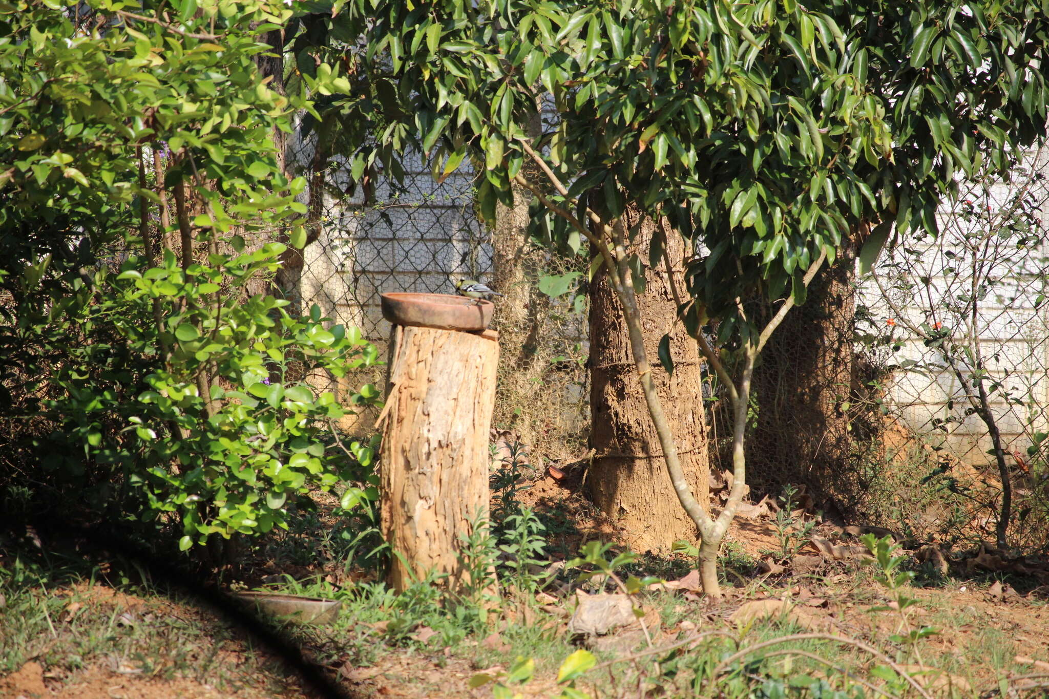 Image de Mésange jaune