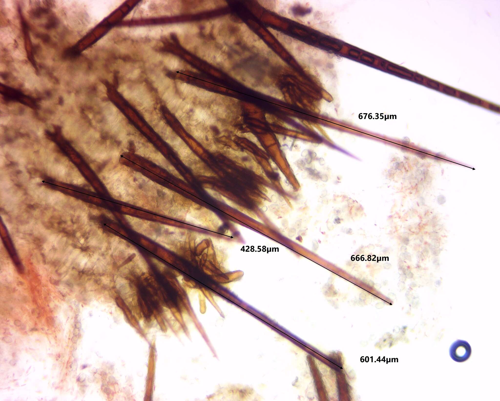 Image of Scutellinia olivascens (Cooke) Kuntze 1891