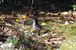 Image of Tropical Boubou