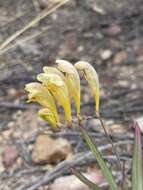 Freesia corymbosa (Burm. fil.) N. E. Br. resmi