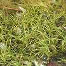 Image of trichodon moss