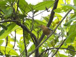 Image of Large-billed Antwren