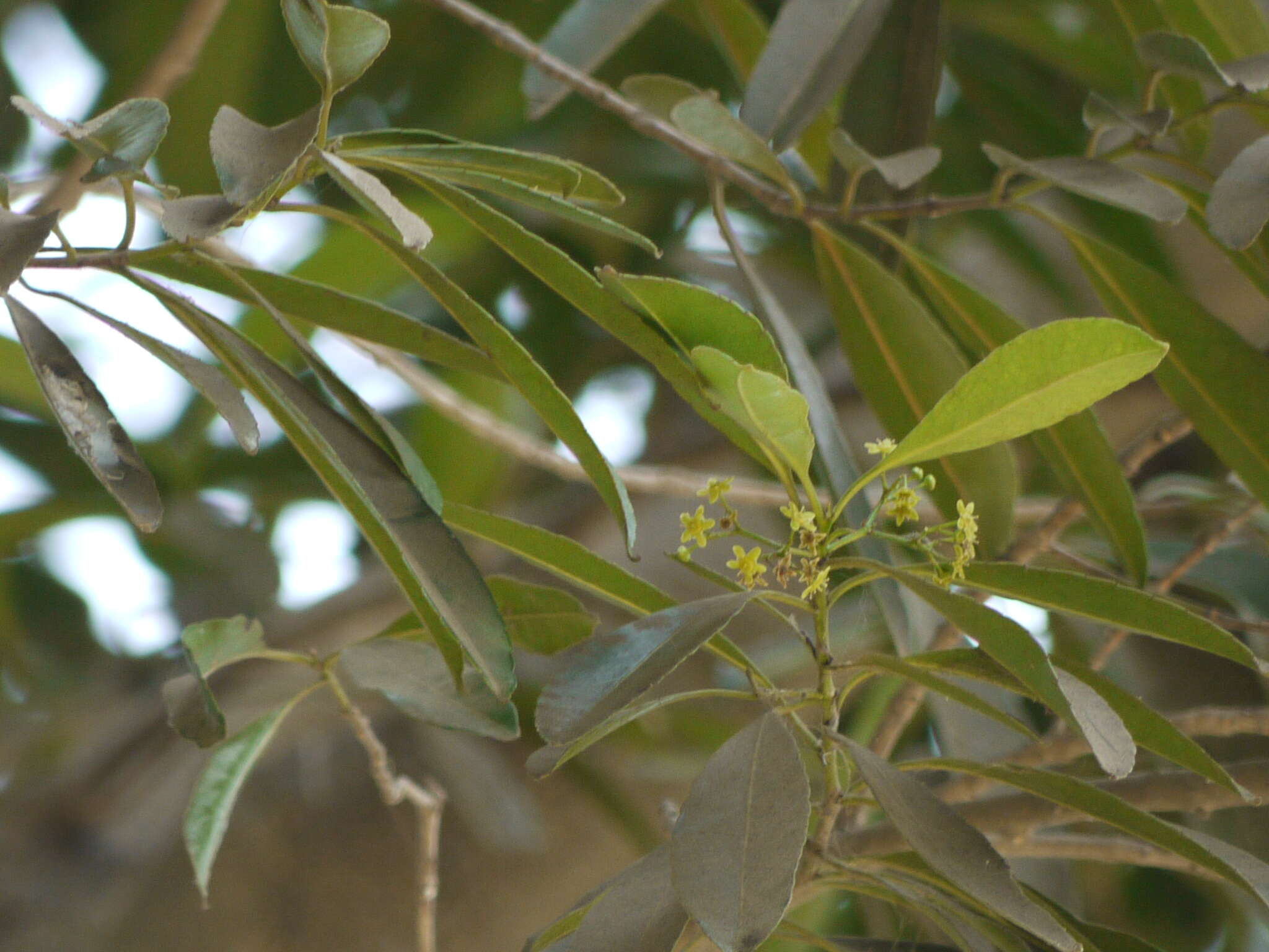 Image of Elaeodendron orientale Jacq