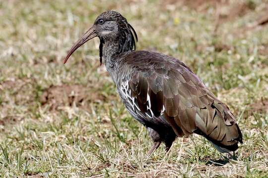 Image of Wattled Ibis