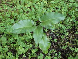 Image of Arum pictum L. fil.