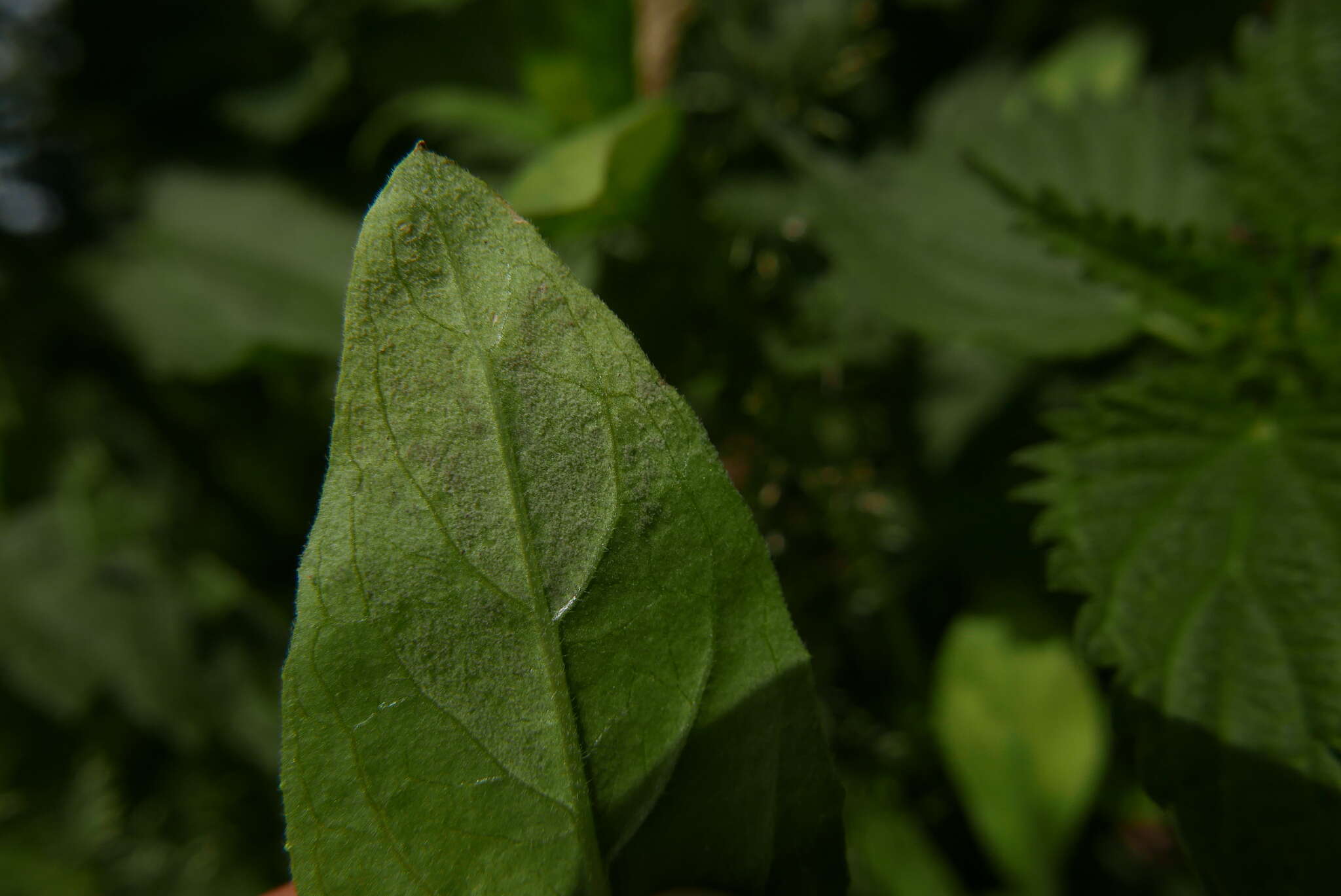 Image of Peronospora arthurii