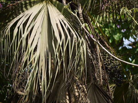 Image of fountain palm