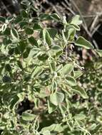 Image of Barleria heterotricha Lindau