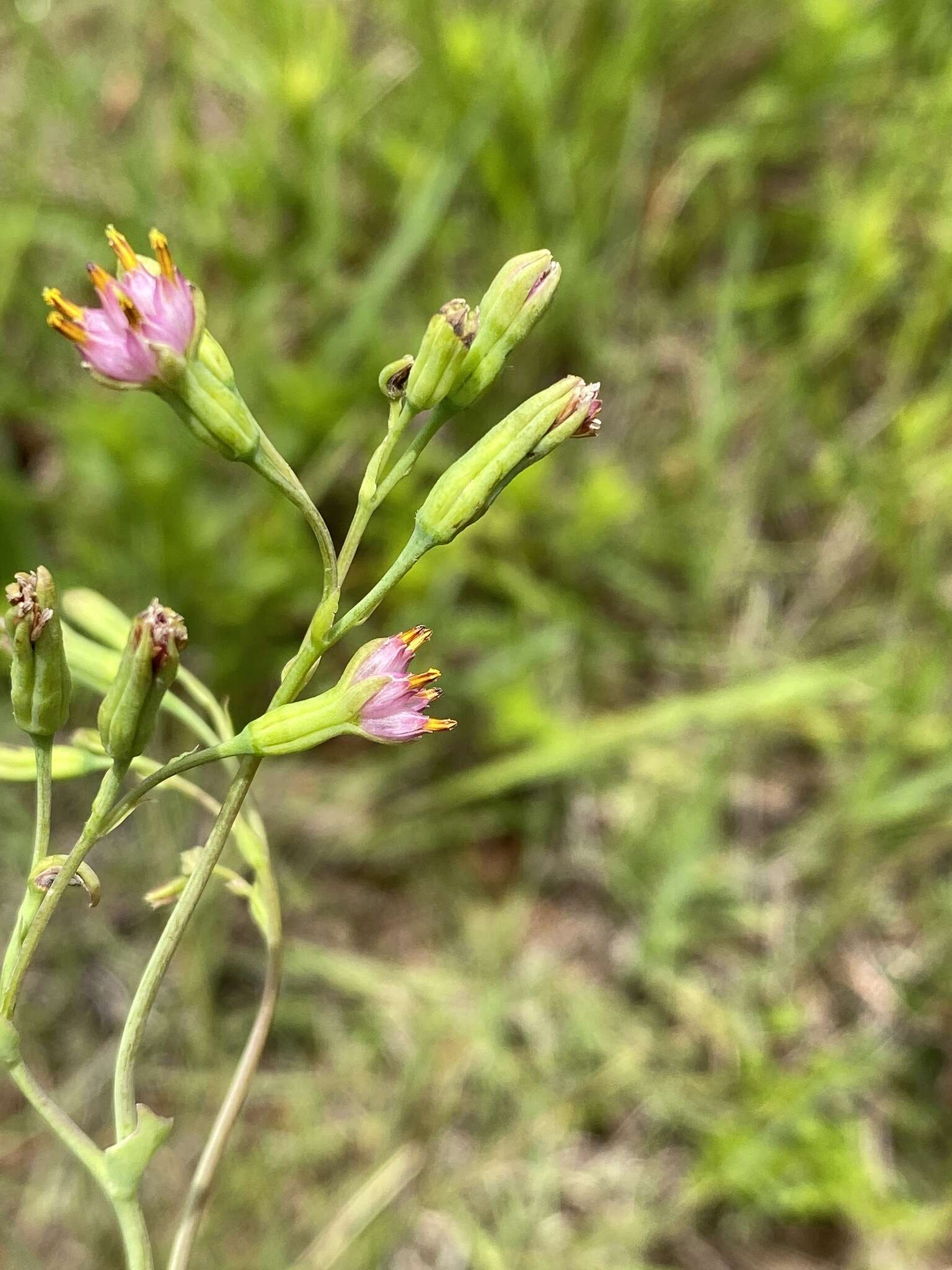 Image of Lopholaena segmentata (Oliv.) S. Moore