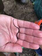 Image of Northern Pipefish