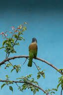 Image of Great Barbet