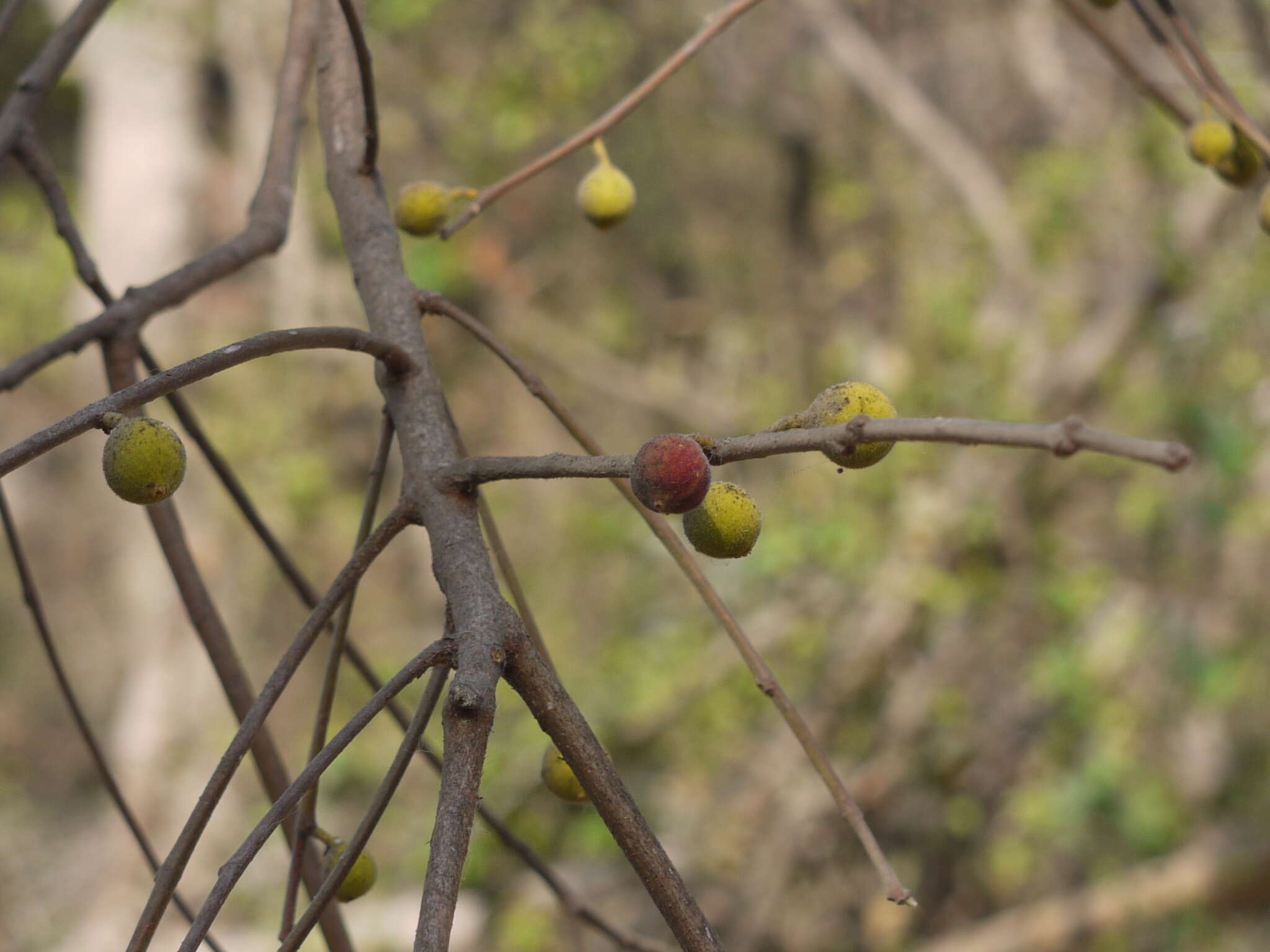 Ficus exasperata Vahl的圖片