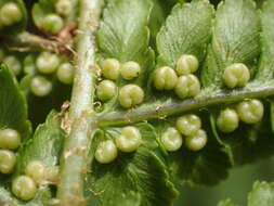 Imagem de Dryopteris oreades Fomin