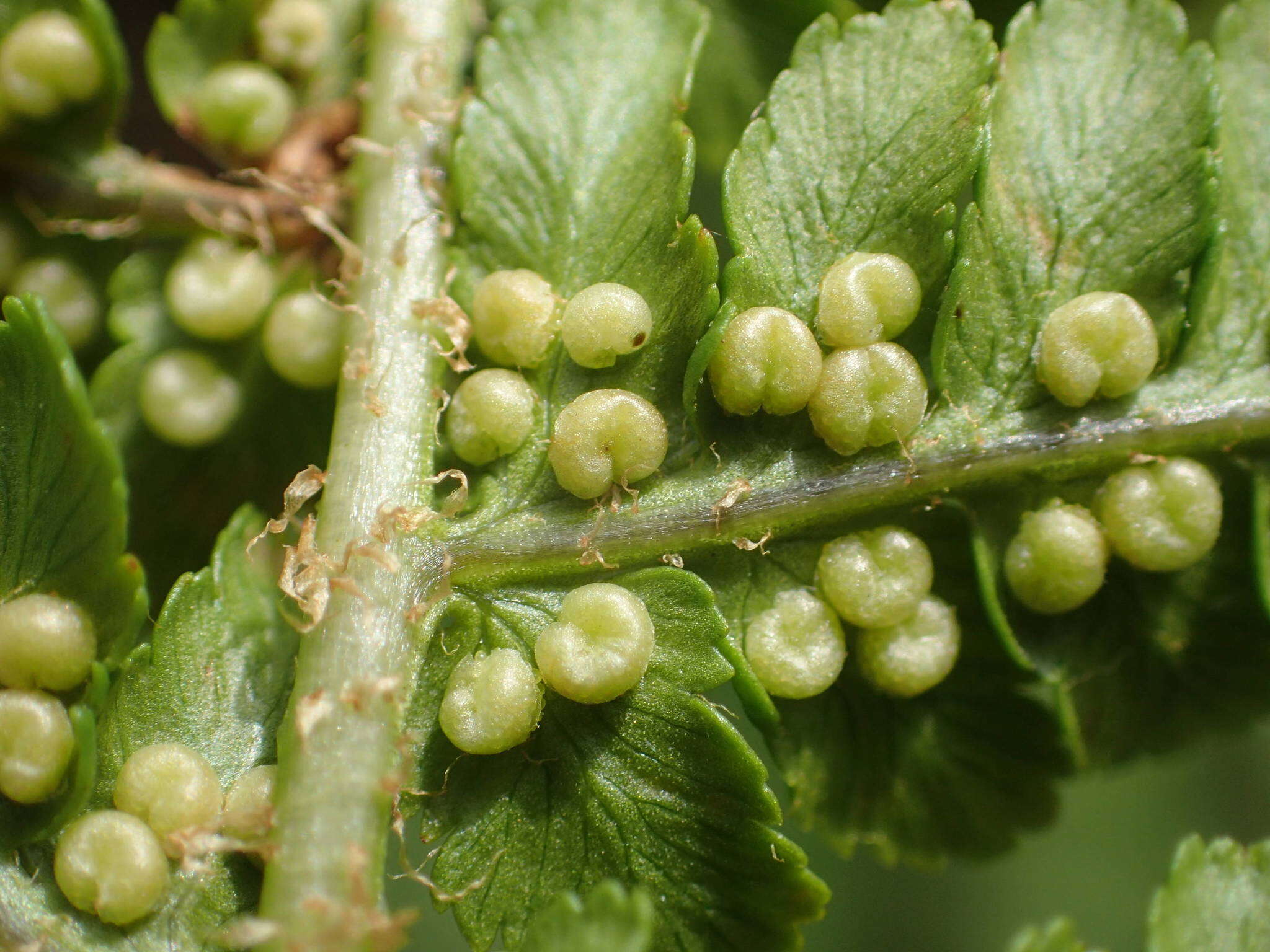 Image of Dryopteris oreades Fomin