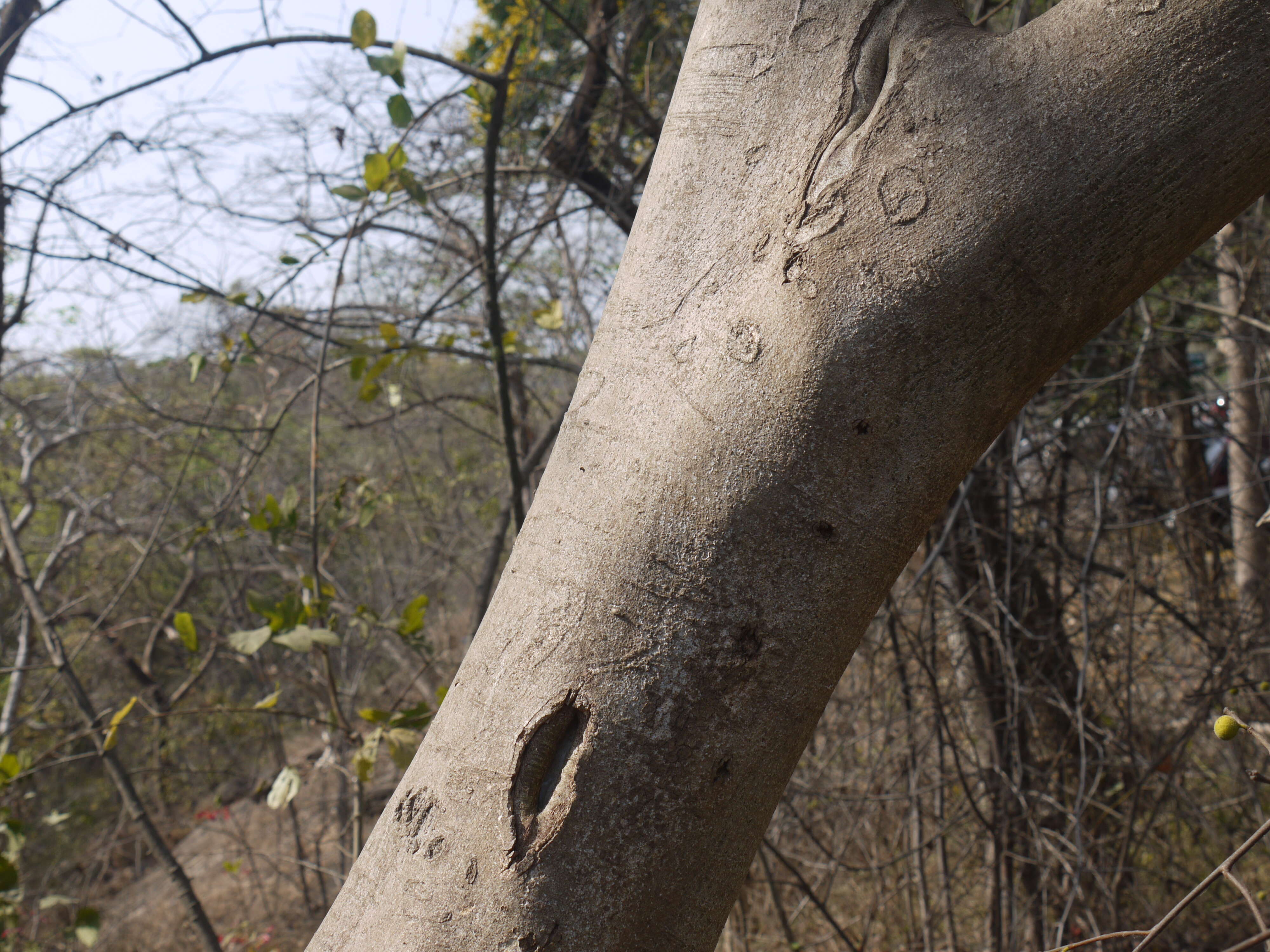 Ficus exasperata Vahl的圖片