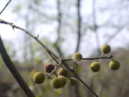 Ficus exasperata Vahl的圖片