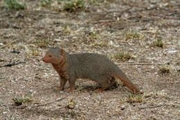 Image of Dwarf mongooses