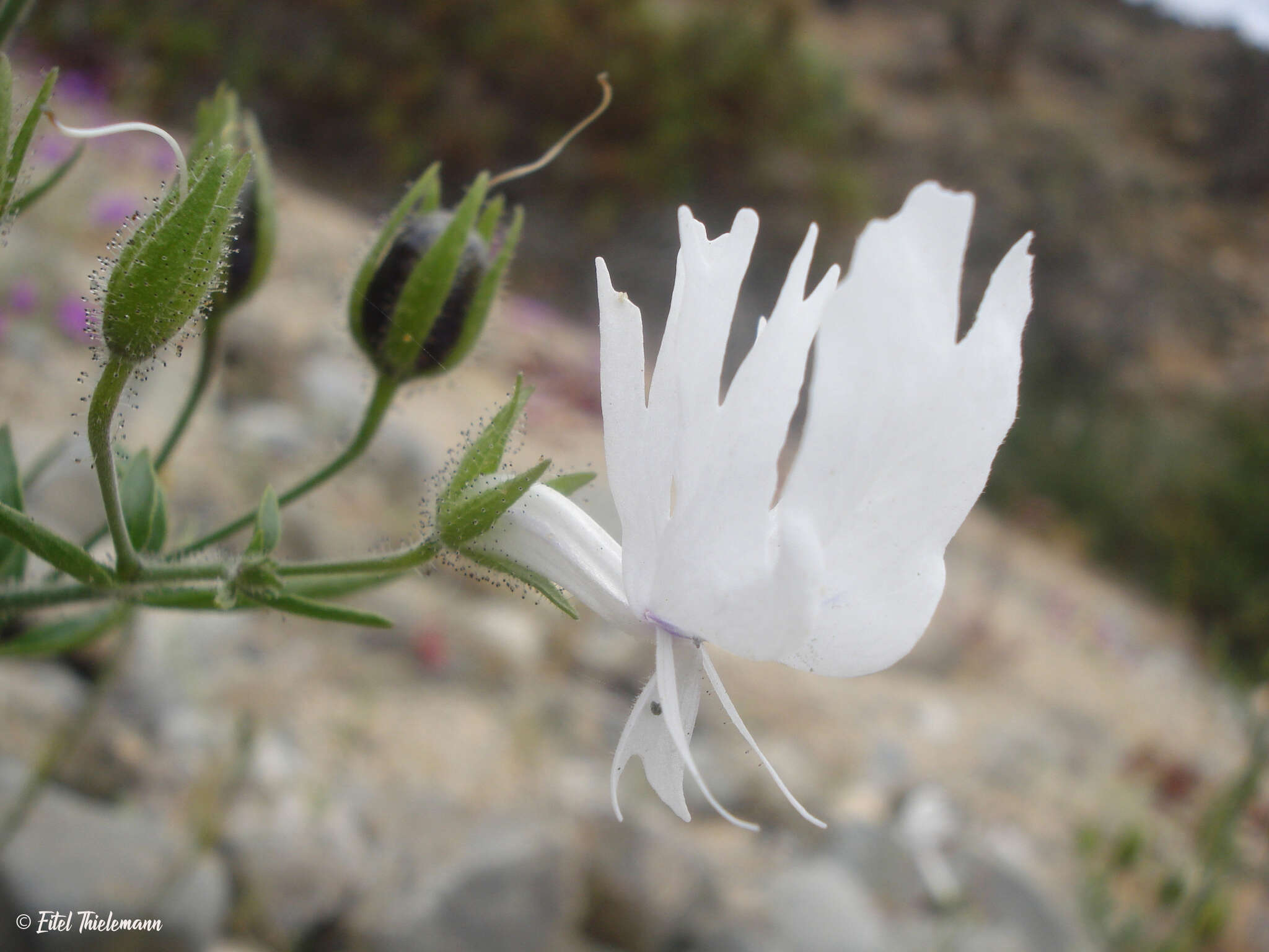 Imagem de Schizanthus candidus Lindl.