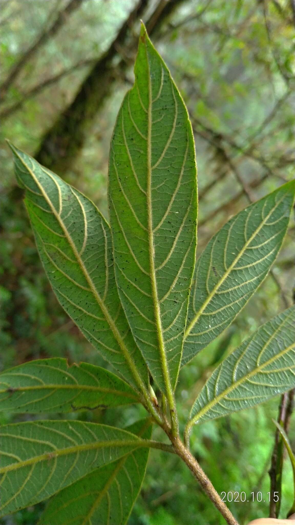 Image of Litsea elongata (Nees) Benth. & Hook. fil.