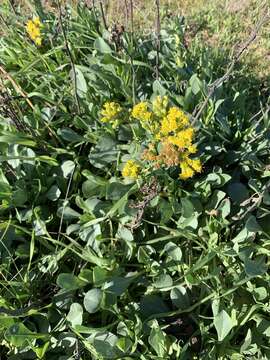 Image of Coast Goldenrod