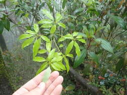 Image of Quercus longinux Hayata