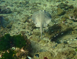 Image of Dixons Stingaree