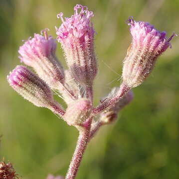 Image of Senecio purpureus L.