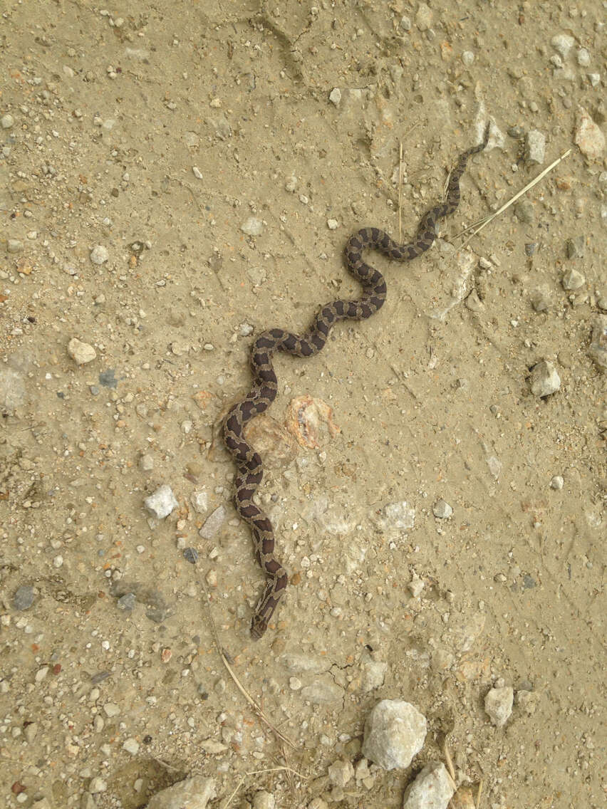 Image of Prairie Kingsnake