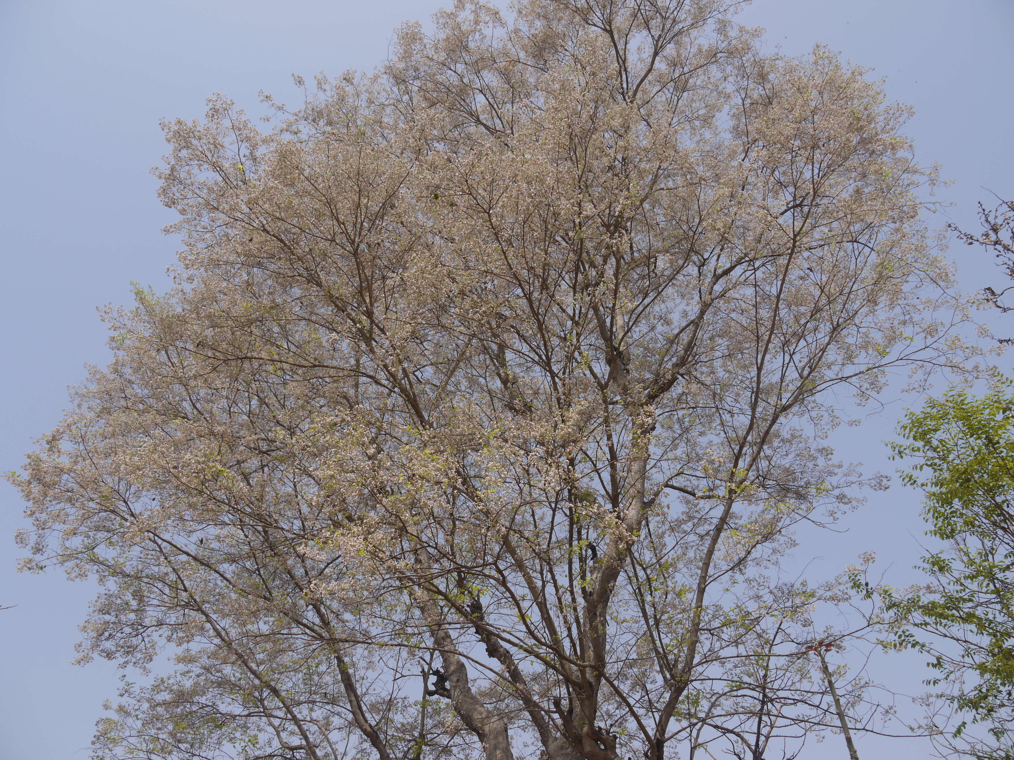 Слика од Dalbergia lanceolaria L. fil.