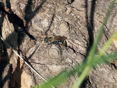 Image of Osmia aurulenta (Panzer 1799)