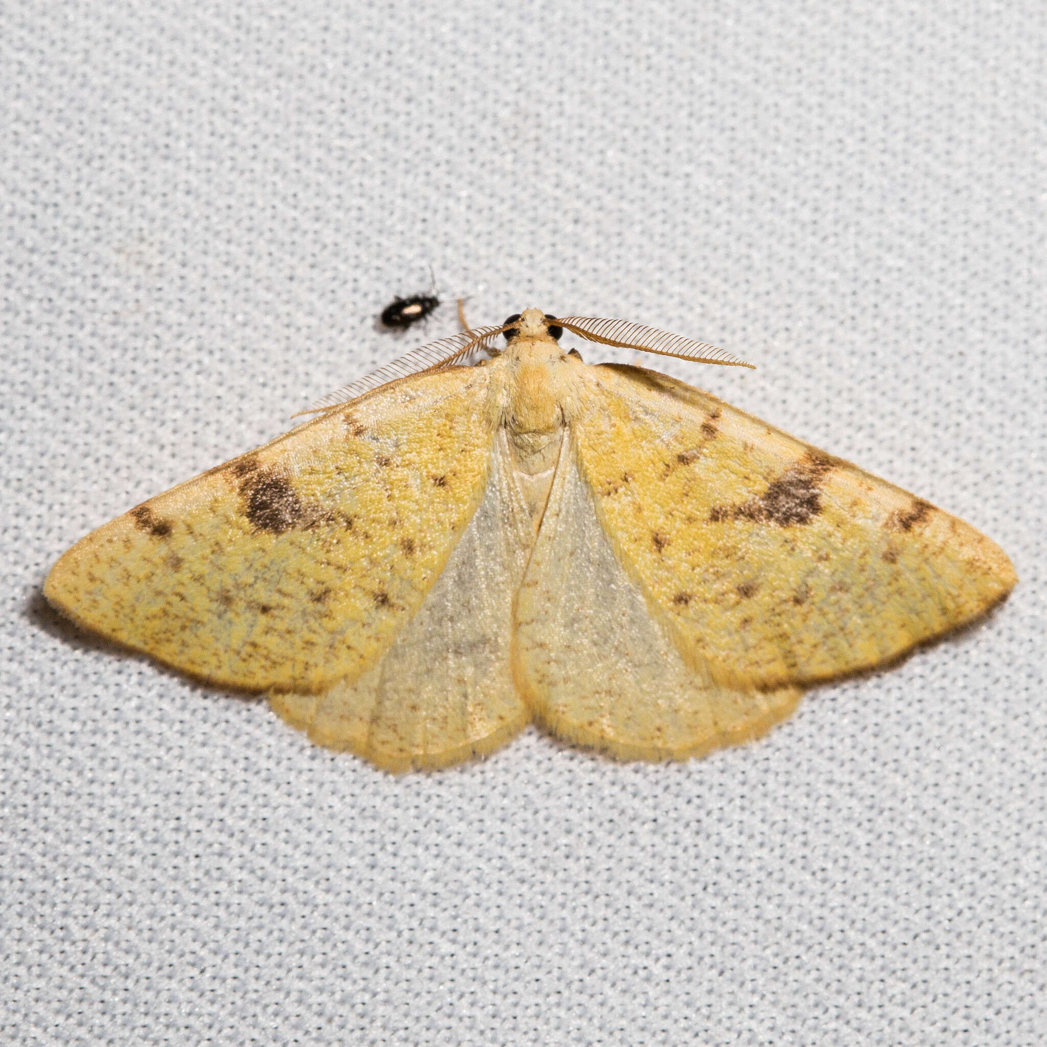 Image of Sulphur Moth