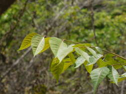 Image of Chukrasia tabularis A. Juss.