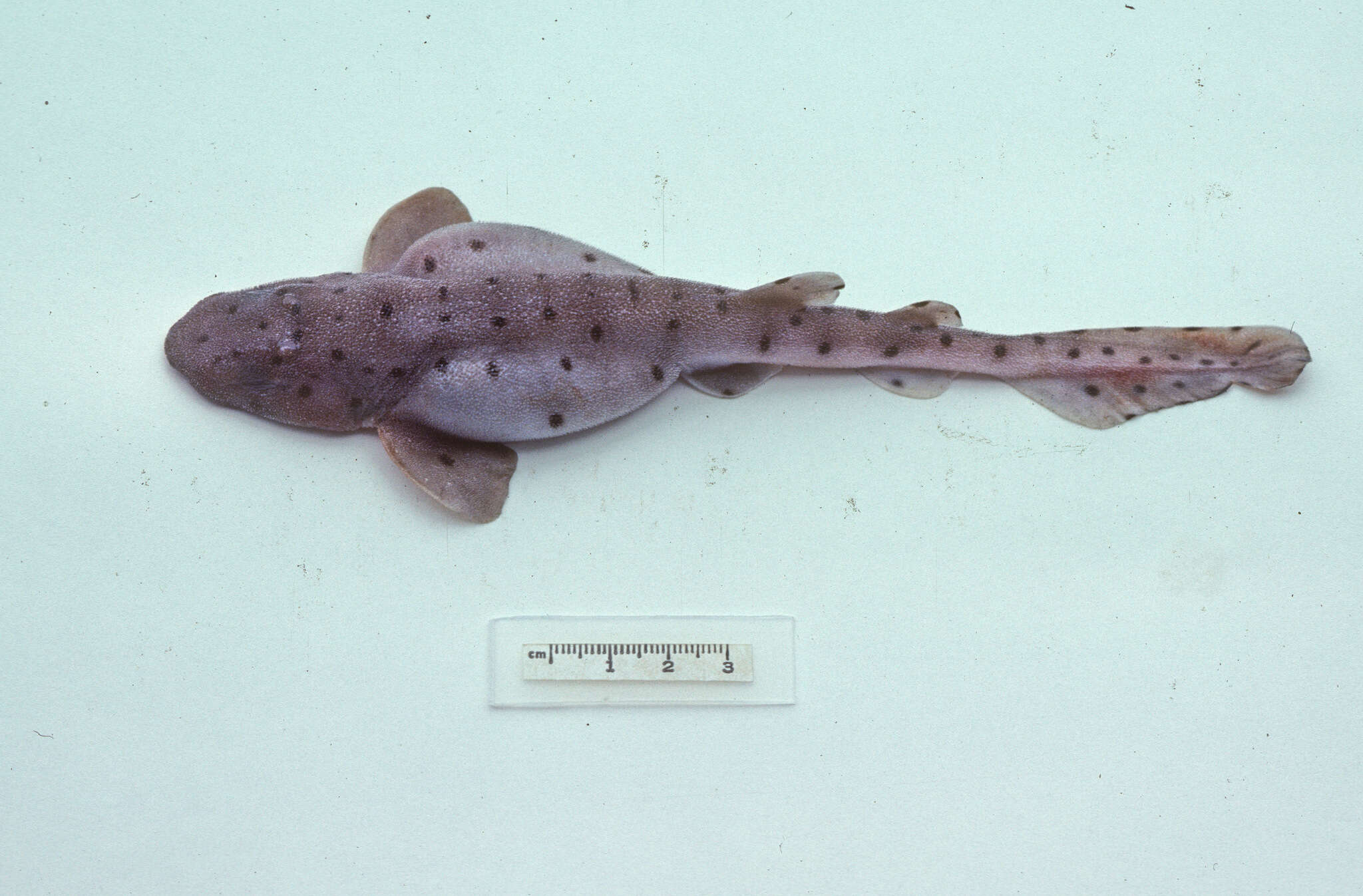 Image of Saddled swellshark